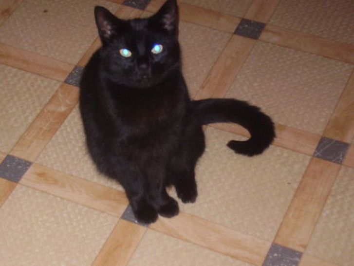 Picture of a cat / kitten / feline