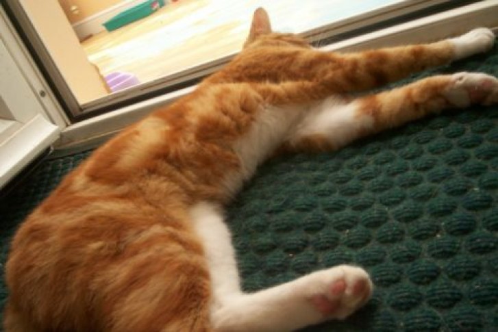 Picture of a cat / kitten / feline