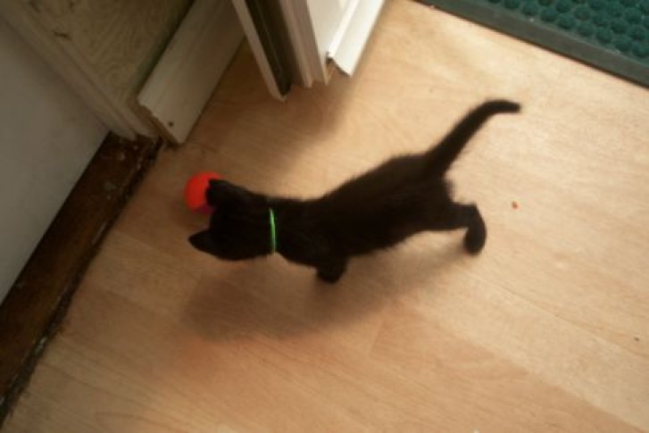 Picture of a cat / kitten / feline