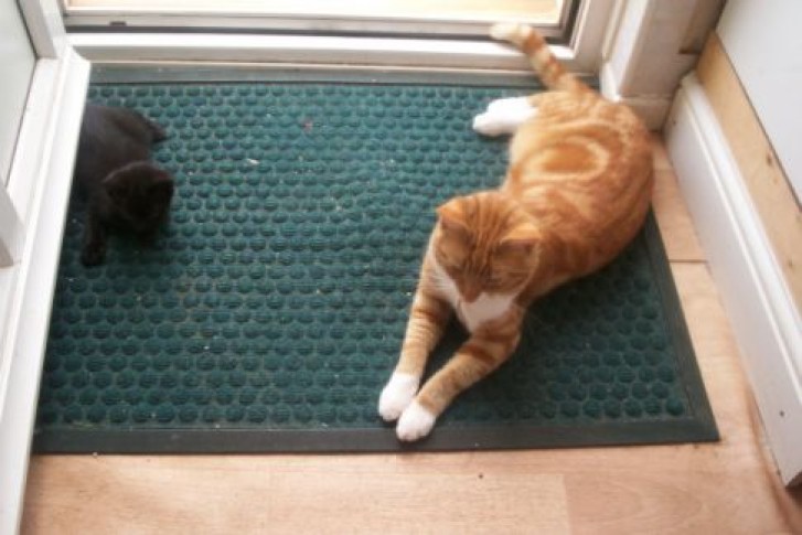 Picture of a cat / kitten / feline