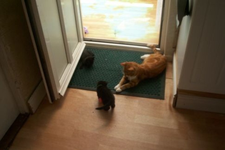 Picture of a cat / kitten / feline