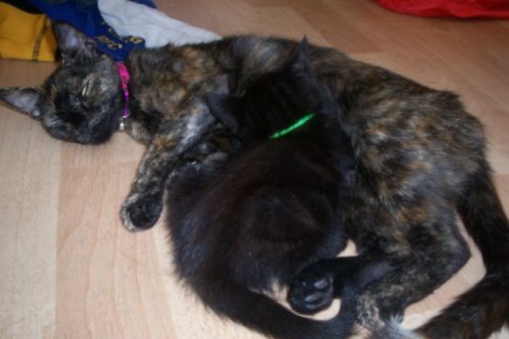 Picture of a cat / kitten / feline