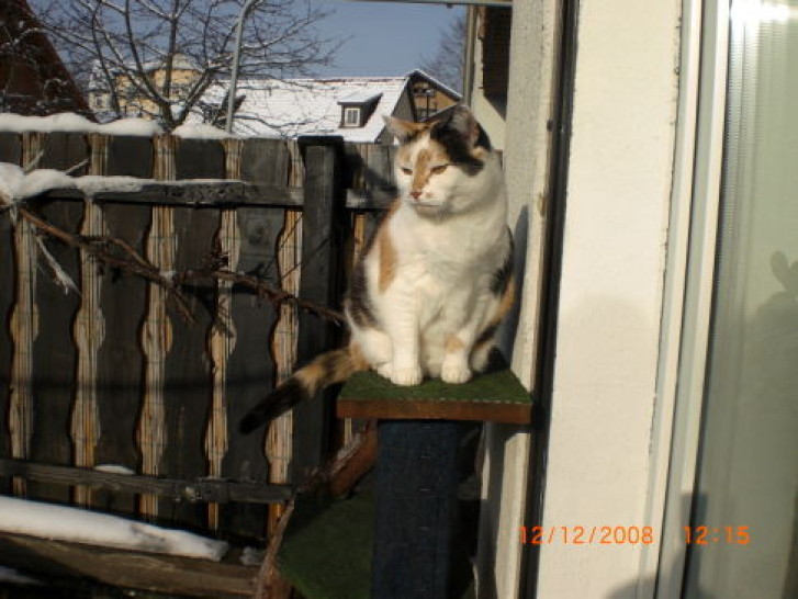 Picture of a cat / kitten / feline