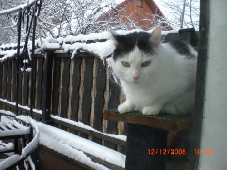 Picture of a cat / kitten / feline