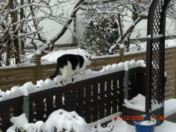 Picture of a cat / kitten / feline