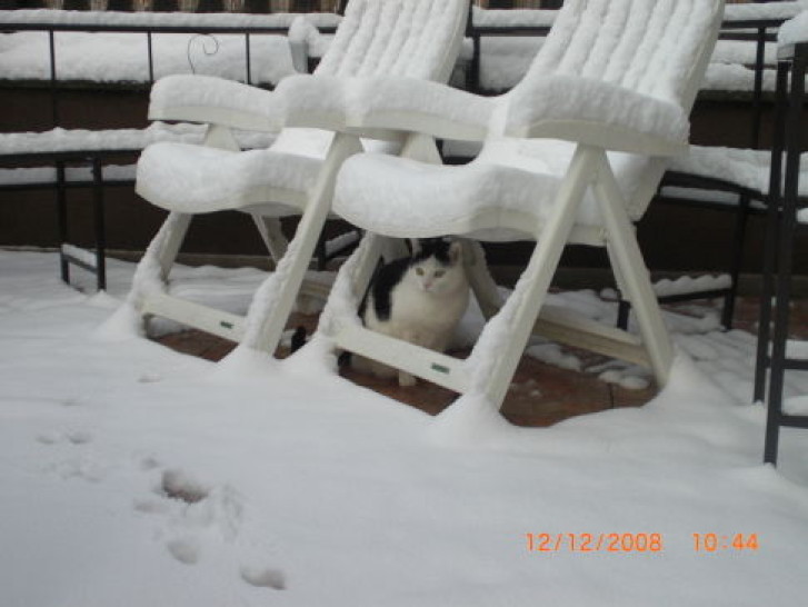 Picture of a cat / kitten / feline