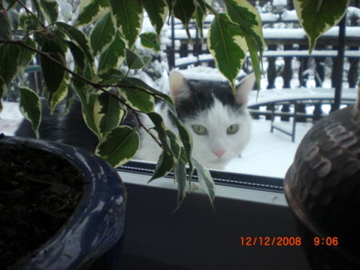 Picture of a cat / kitten / feline