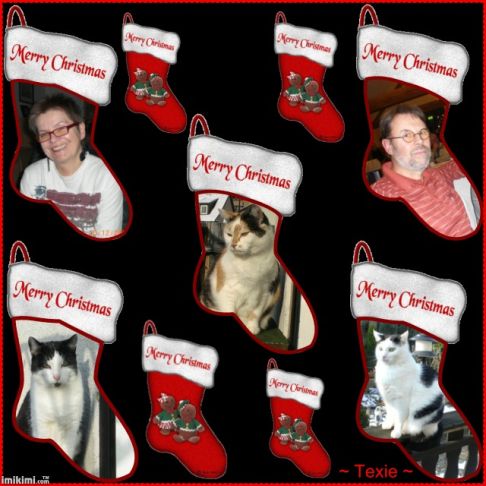 Picture of a cat / kitten / feline