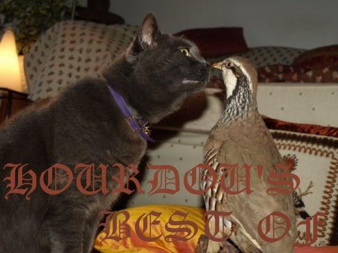 Picture of a cat / kitten / feline