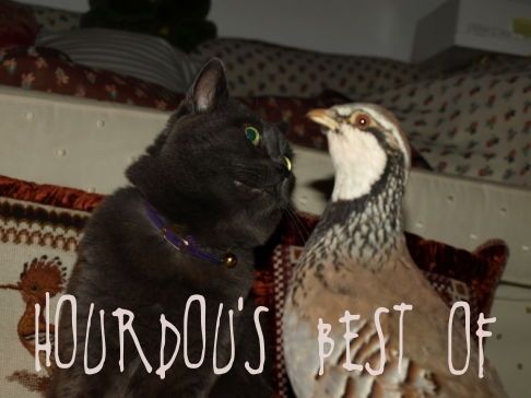 Picture of a cat / kitten / feline