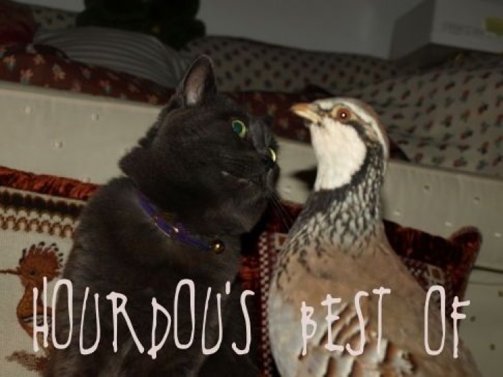 Picture of a cat / kitten / feline