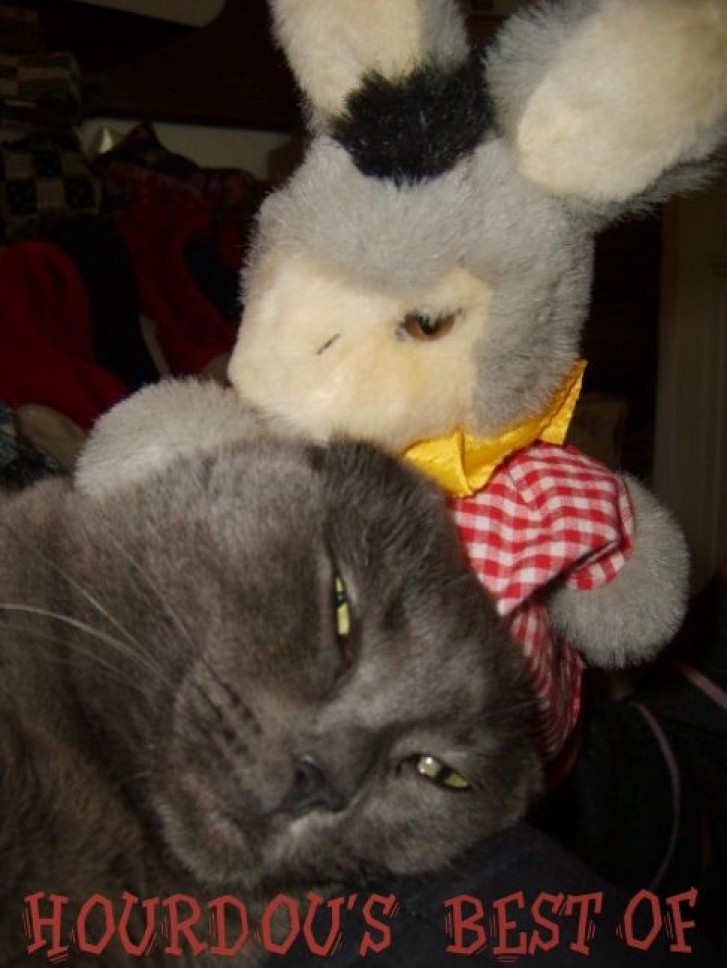 Picture of a cat / kitten / feline