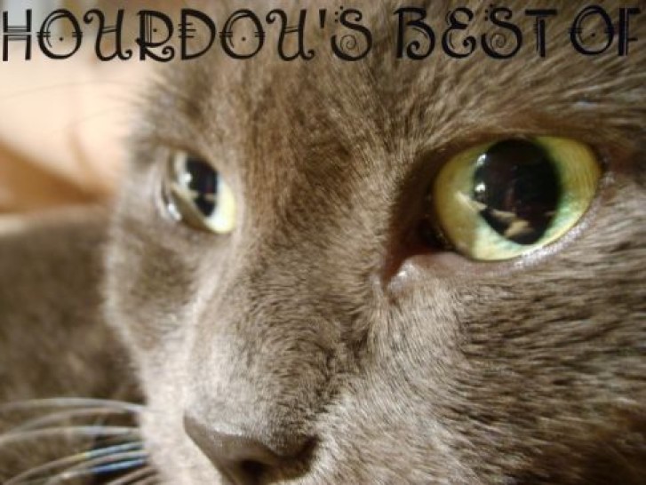 Picture of a cat / kitten / feline