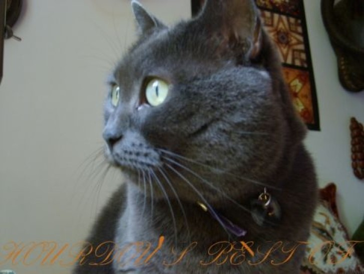 Picture of a cat / kitten / feline