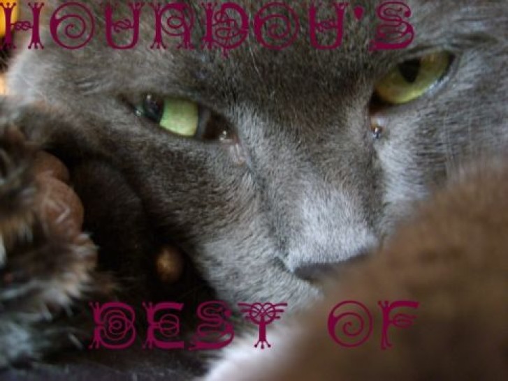 Picture of a cat / kitten / feline