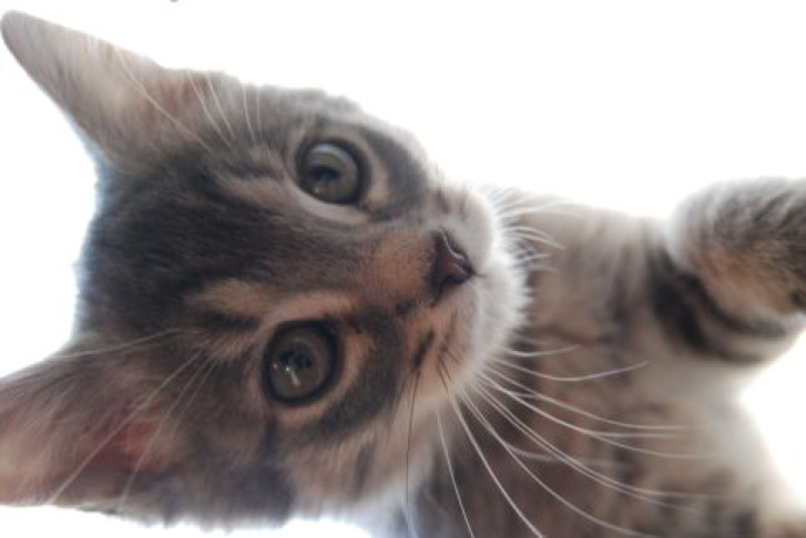 Picture of a cat / kitten / feline