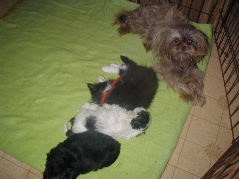 Picture of a cat / kitten / feline