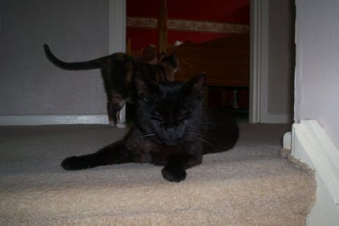 Picture of a cat / kitten / feline