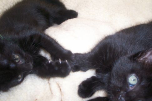 Picture of a cat / kitten / feline