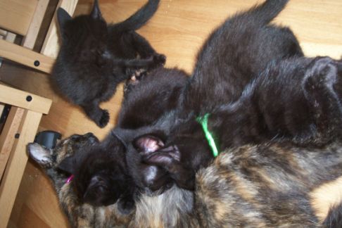 Picture of a cat / kitten / feline