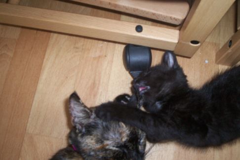 Picture of a cat / kitten / feline