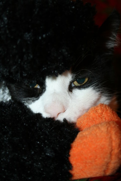 Picture of a cat / kitten / feline