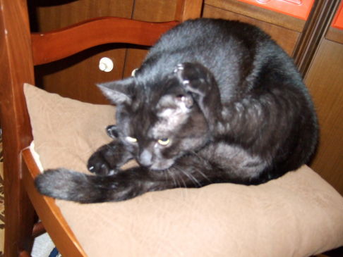 Picture of a cat / kitten / feline