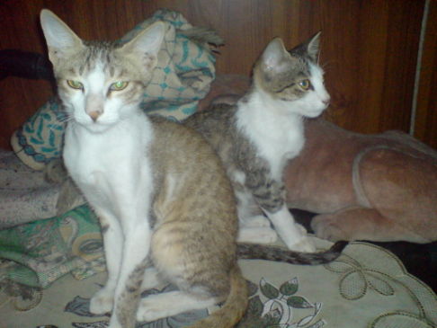 Picture of a cat / kitten / feline