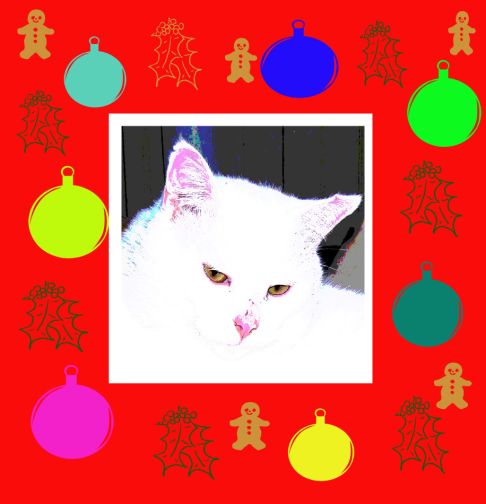 Picture of a cat / kitten / feline