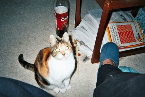 Picture of a cat / kitten / feline