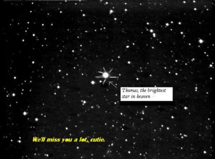 Picture of a cat / kitten / feline