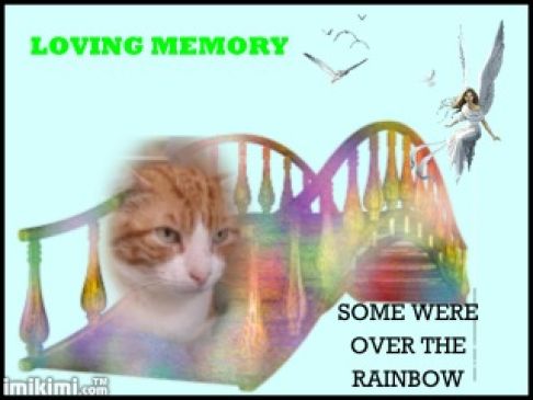 Picture of a cat / kitten / feline