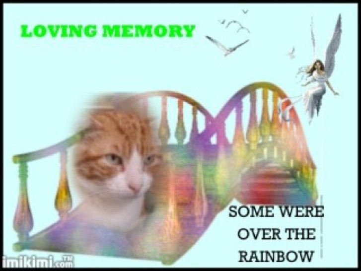 Picture of a cat / kitten / feline