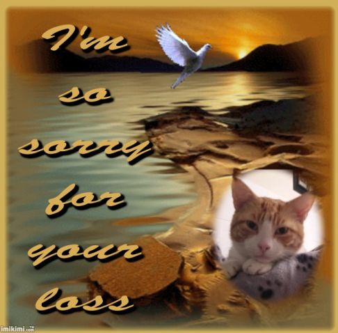 Picture of a cat / kitten / feline