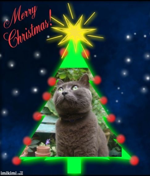 Picture of a cat / kitten / feline