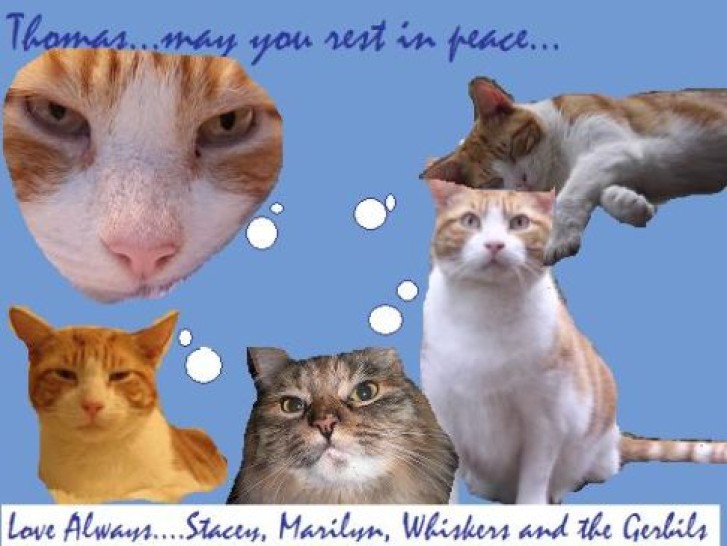 Picture of a cat / kitten / feline