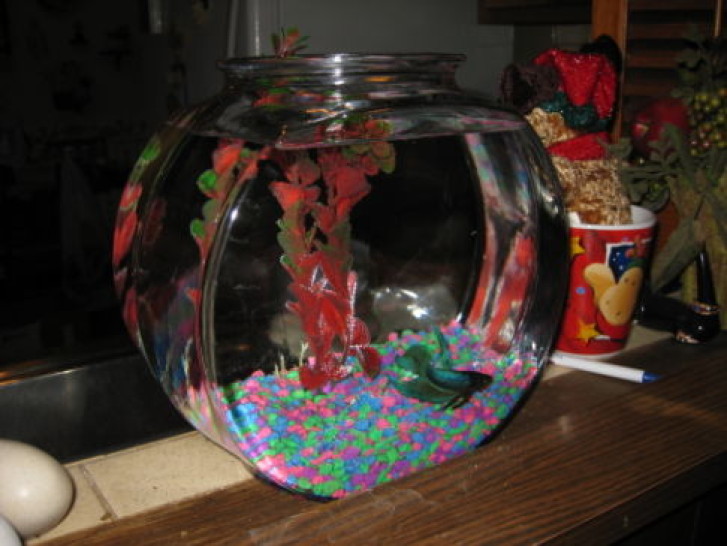 Picture of a cat / kitten / feline