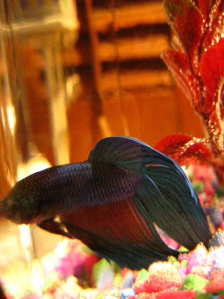 Picture of a cat / kitten / feline