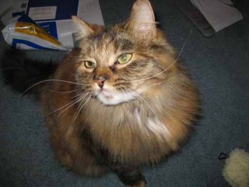 Picture of a cat / kitten / feline