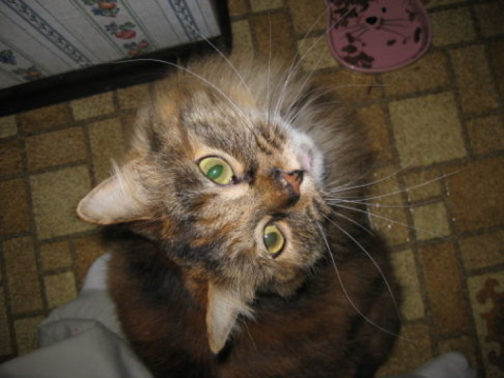 Picture of a cat / kitten / feline