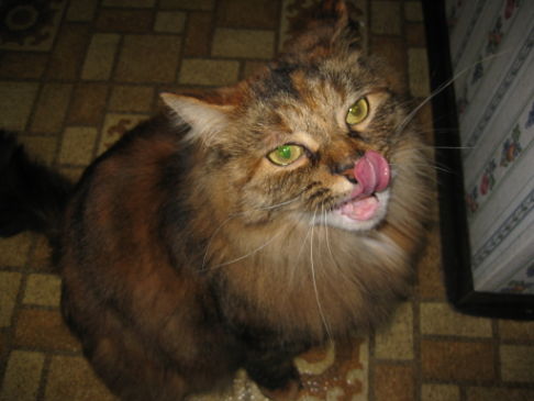 Picture of a cat / kitten / feline