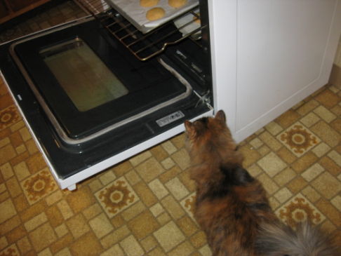 Picture of a cat / kitten / feline