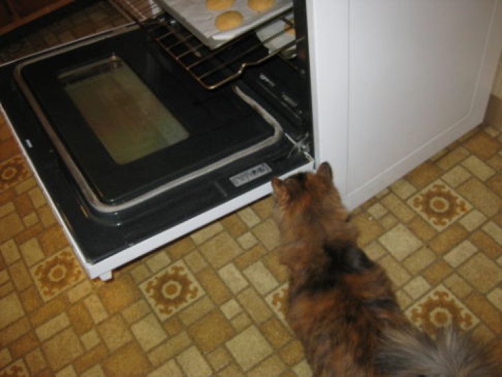 Picture of a cat / kitten / feline