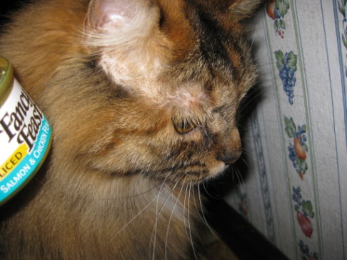 Picture of a cat / kitten / feline