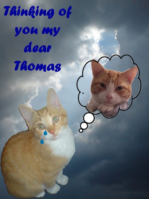 Picture of a cat / kitten / feline