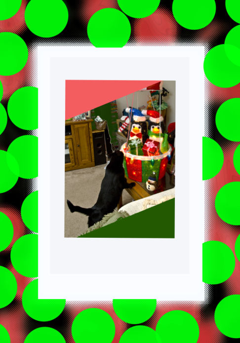 Picture of a cat / kitten / feline