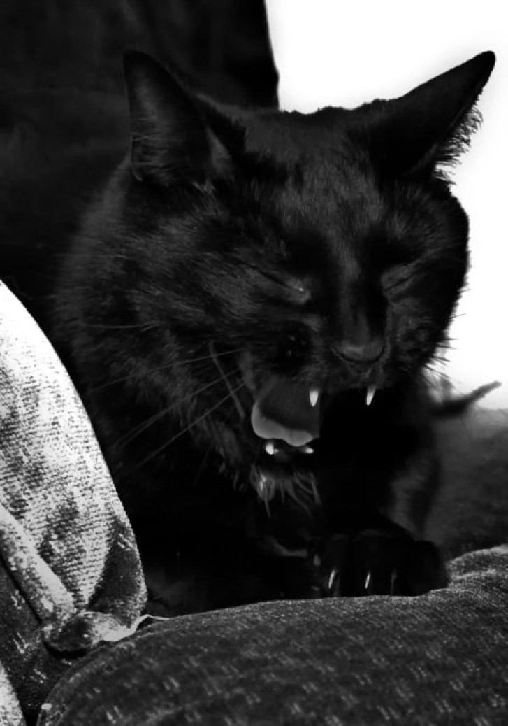 Picture of a cat / kitten / feline