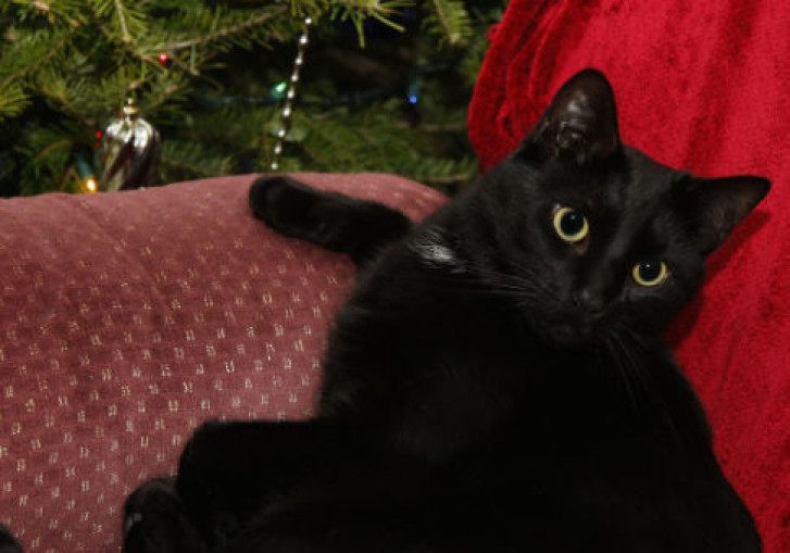 Picture of a cat / kitten / feline