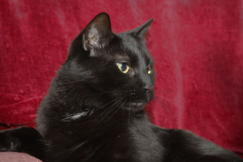 Picture of a cat / kitten / feline