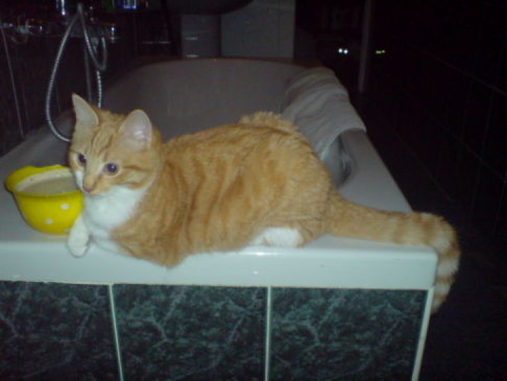 Picture of a cat / kitten / feline